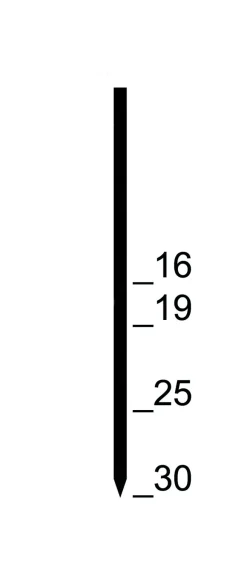 Prebena Pins GA16CNKHA