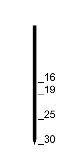 Prebena Pins GA30CNKHA