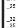 Prebena Stauchkopfnägel J13CNKHA